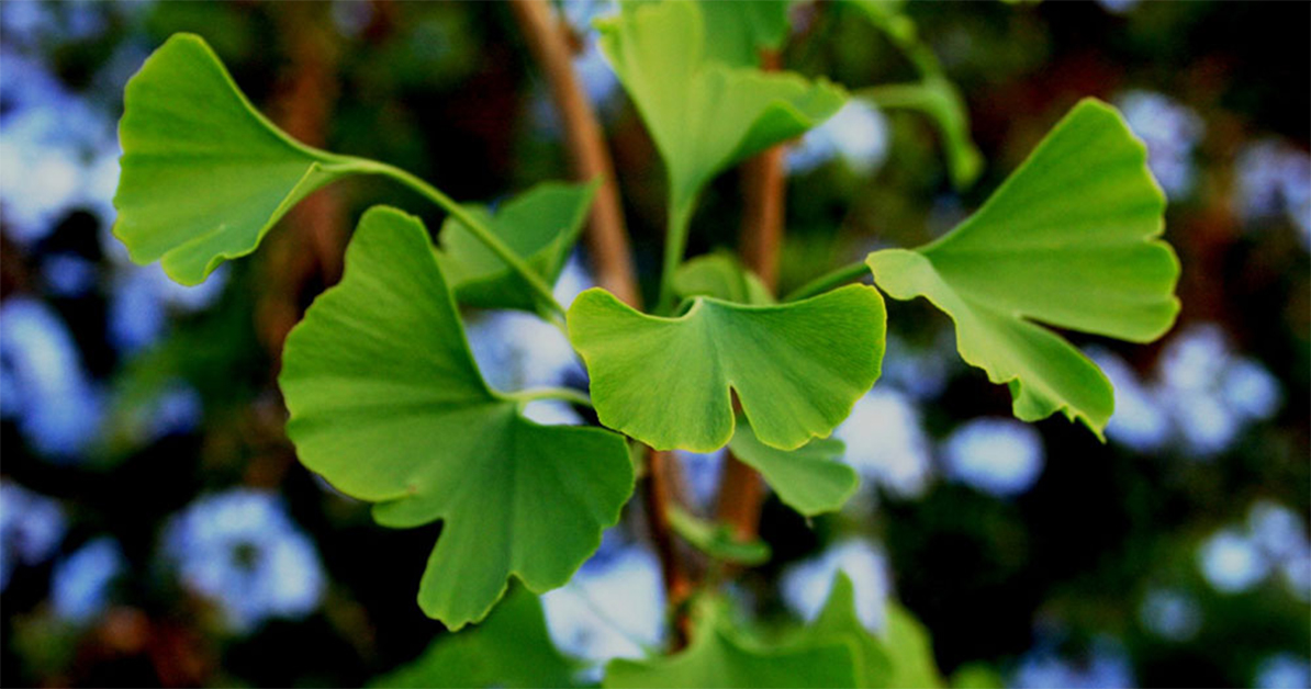 Ginkgo Biloba Extract